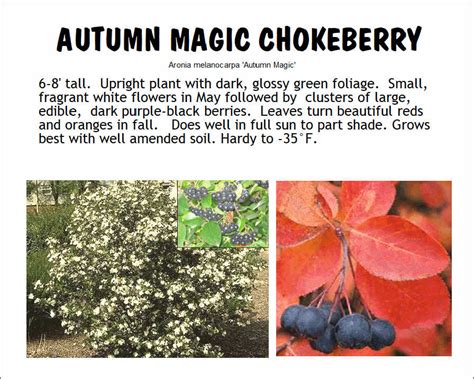 Chokeberrh autumn magic